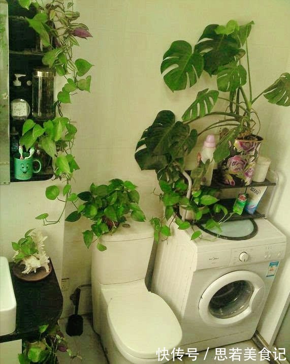 6种“洋气花”，厕所里养的旺，臭味吸光，卫生间变小花园