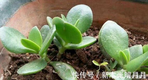 金钱树|养8种花,别花“冤枉钱”,掐1片叶子“扔土里”,几天就生根