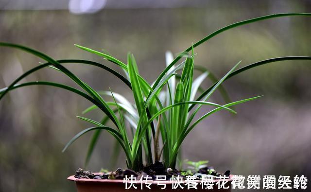 兰叶|怎么判断兰花缺少氮磷钾?学会这三招,养不好兰花都难