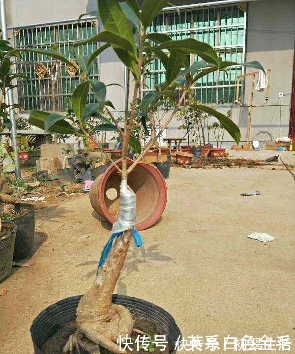 花农把这种花用树桩一嫁接,形状好看了,价格立马涨了几十倍