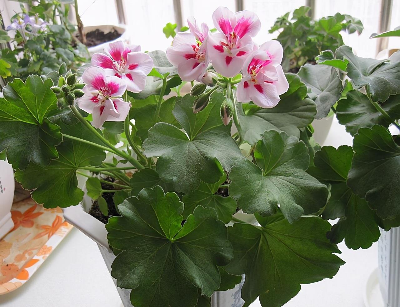 天竺葵|天竺葵是“夏必死”?教你这么做,夏天一样开,全年花不断