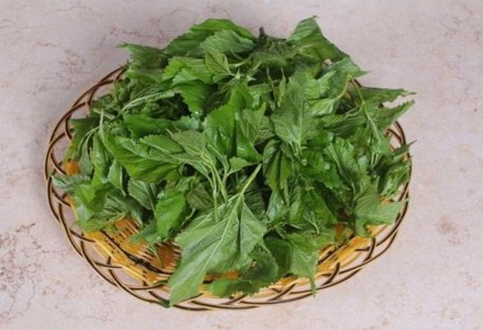 头发|4种叶子是天然“染发剂”，白发一吃变黑发，健康不伤身