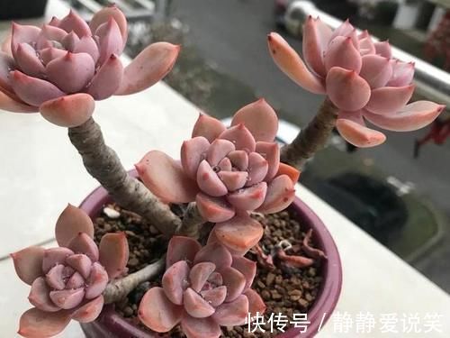 精致|红粉佳人悬崖桩、直立桩都漂亮,我更喜欢直立桩,像精致的艺术品