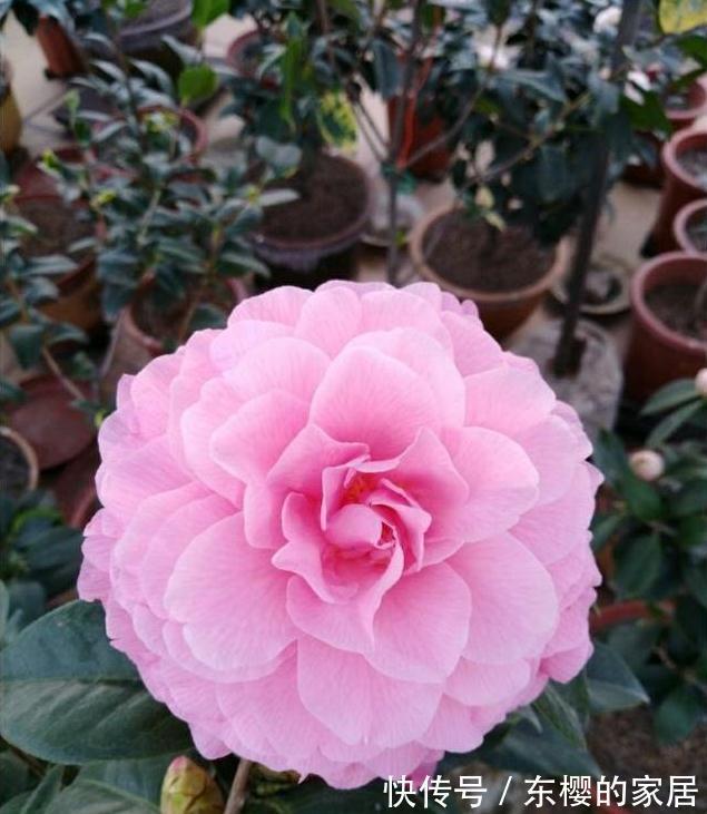 花期最长4种花,漂亮似牡丹,轻松一养就爆盆,不要错过