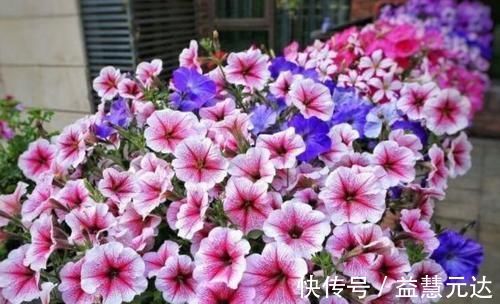矮牵牛|3种花，越掐长越旺，一盆开出300朵，层层交叠，花开看不见叶