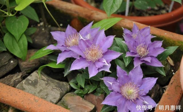 100㎡屋顶打造“花园露台”,网友直呼太壮观了,仿似人间仙境