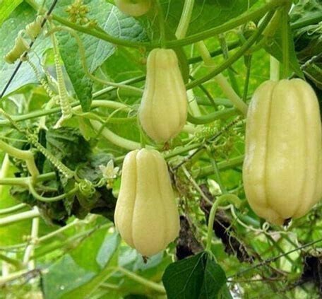 青椒|女人高血压不要慌，常吃此瓜，止咳化痰，降血压，给血管清垃圾！