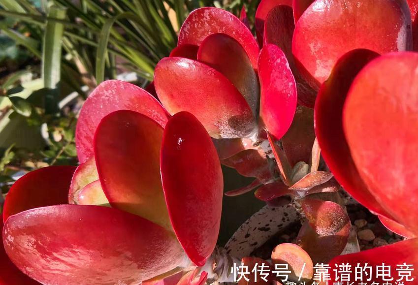 茎秆|多肉唐印只有1种,跟它有关的多肉却有两种,且比它更美更有特点