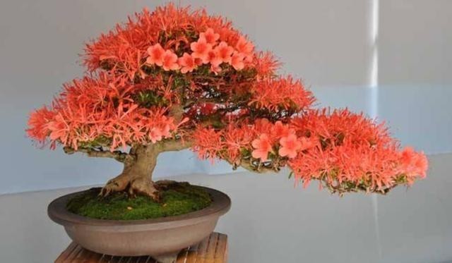 开花|盆栽花都怕“碱性”,养花学会2个技巧,土壤呈酸性,叶绿开花多