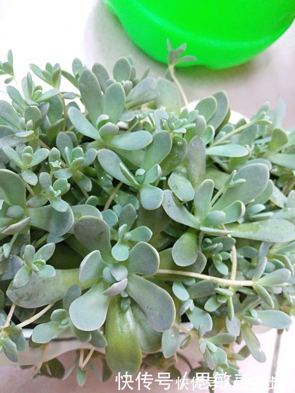 喜欢养多肉,从便宜的入手,新手必备四种多肉,又便宜又好养