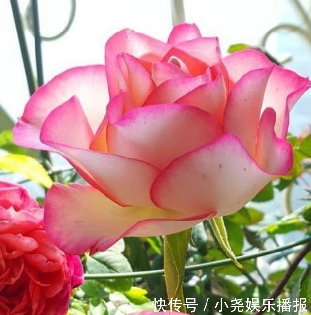 这些花卉美过玫瑰，一年四季花开不停，一盆千百朵，枝头花苞满