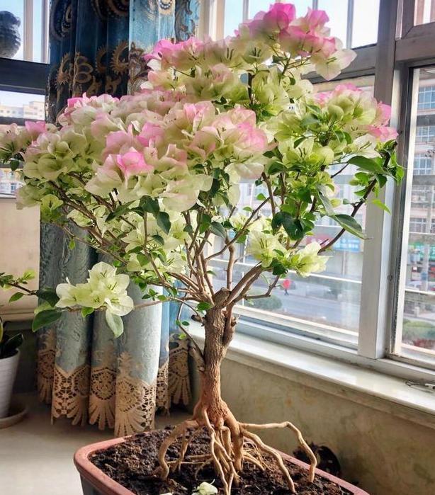 三角梅长势不佳、开花少该怎么办多注意4件事,养护零失误