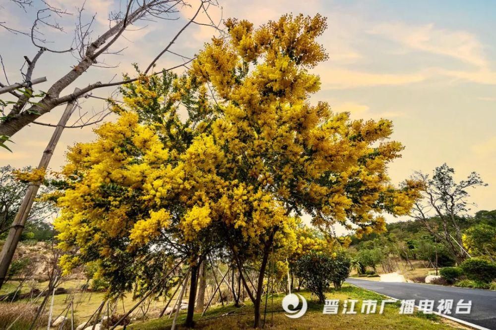 老年|惊艳来袭！晋江市区千亩“天然氧吧”，春节赏花好去处！