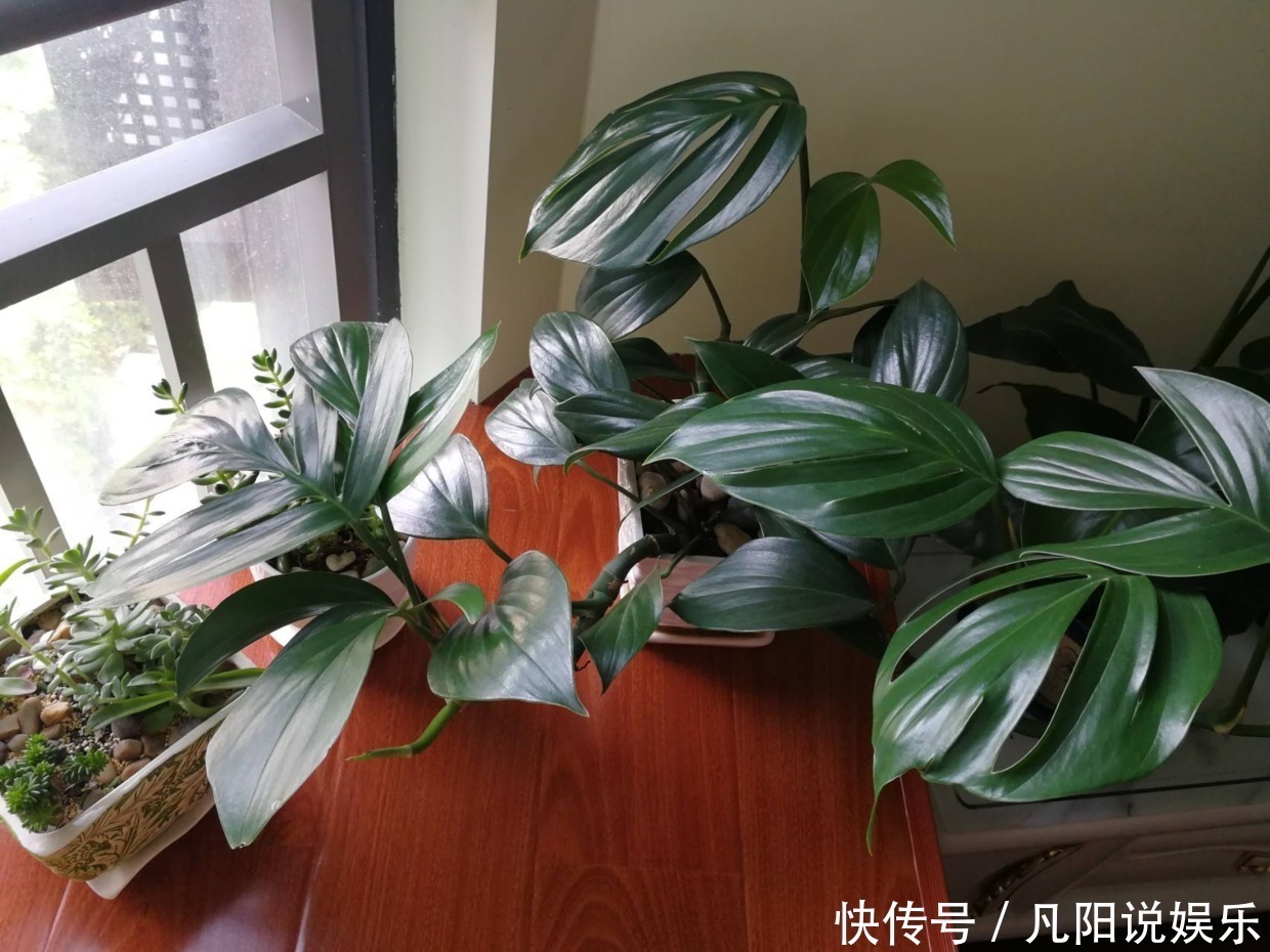 平安树|有钱人最爱养这“3种”树，摆家里绿油油，生活越过越好！