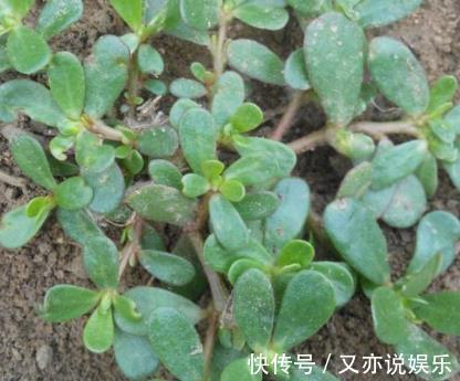 麻绳菜|农村一种常见植物,人称“药王”,价值极高,是白发的“福星”!