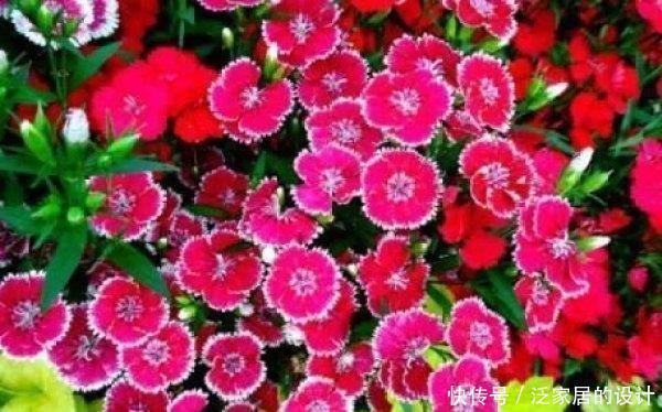 三色堇|5种花沾土就开枝,长的快一年换盆,越养越上瘾,快养起来吧