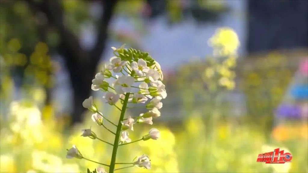 老年|假期余额不足，快去赏花！（附攻略）