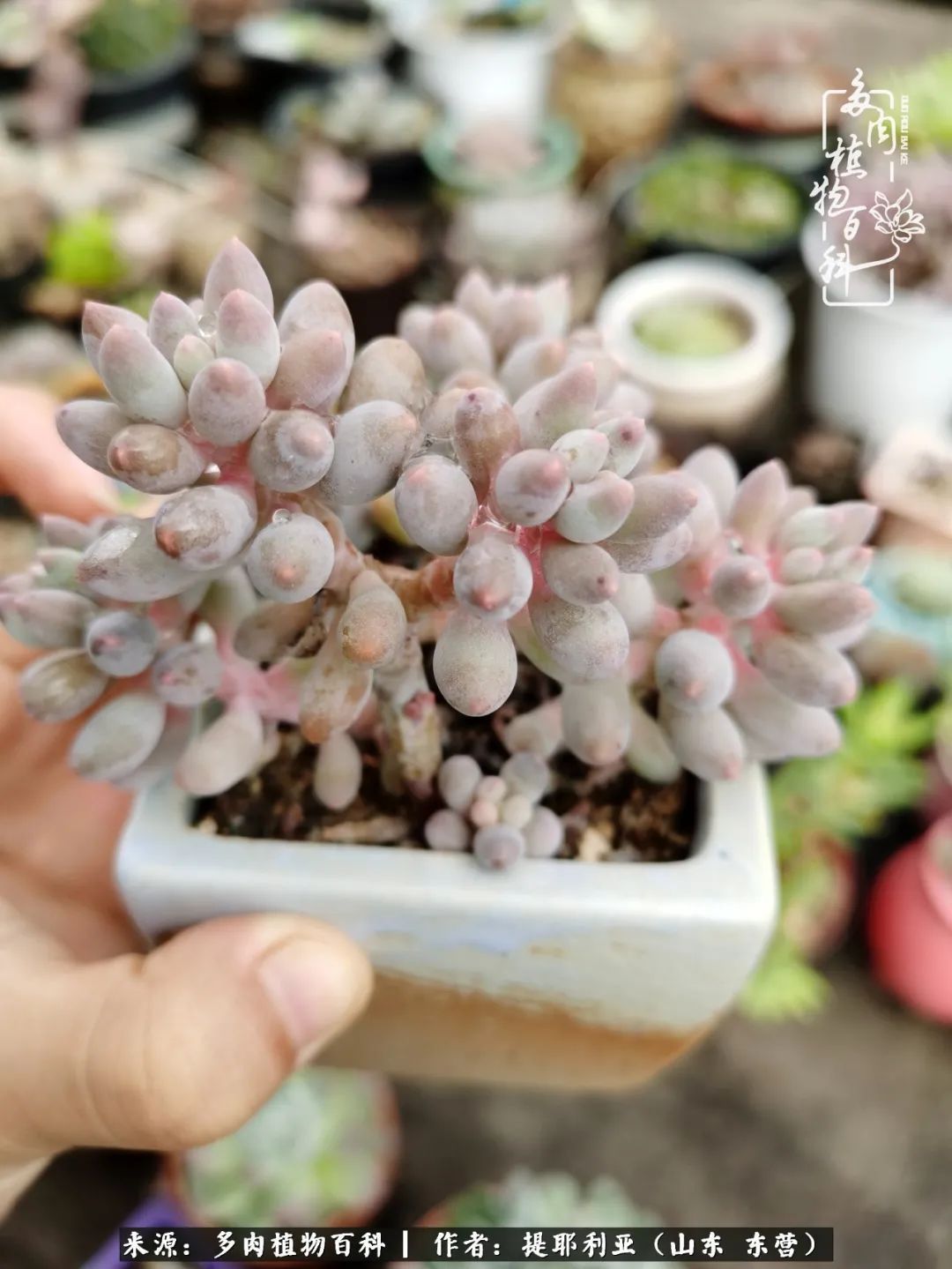 多肉植物|人如多肉,经阳光雨露历练后,亦会越挫越勇!