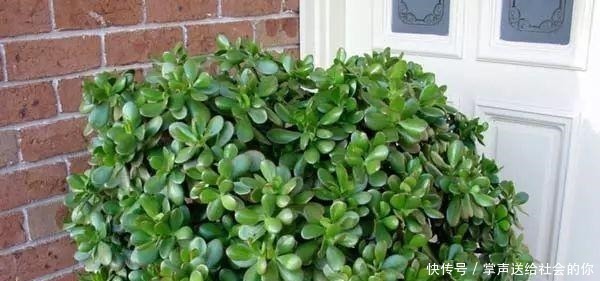 盆栽|“耐干旱”的3种花,即使40天不浇水,一样“爆盆”,生长快!