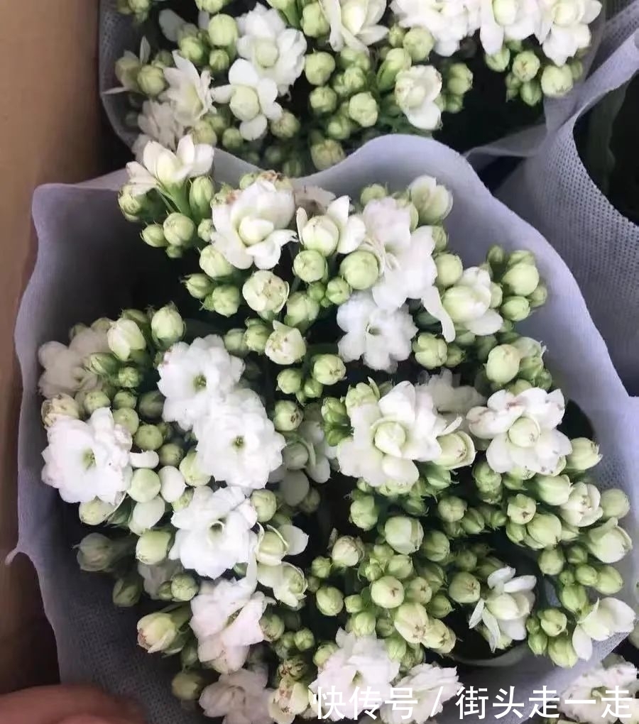 45种长寿花,个个都美爆了,你家养了多少种?