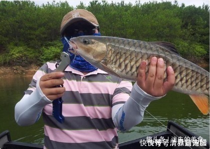 此鱼常被认错,实际身价比草鱼还高,如今1斤最少要100元,吃过吗