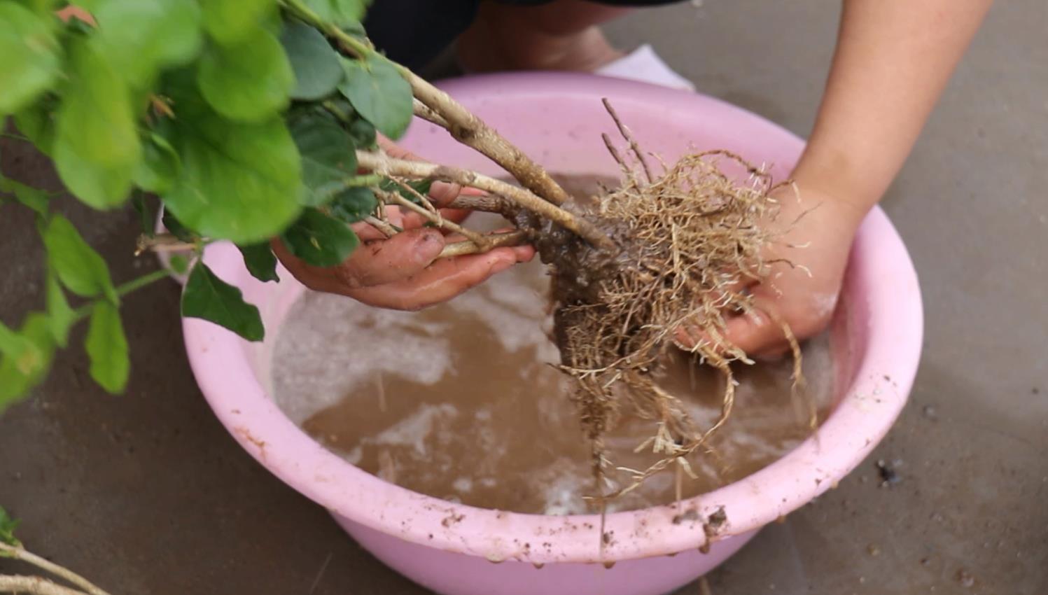 多肉植物|花店买花,避开4种花,里面“猫腻大”,买了难养活,白白浪费钱