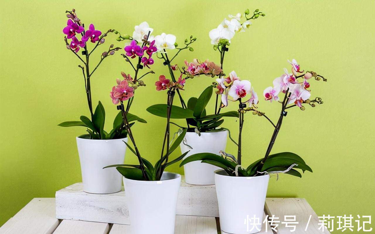 5种花空气再“干燥”,也别喷水,会黄叶、烂叶、掉花苞