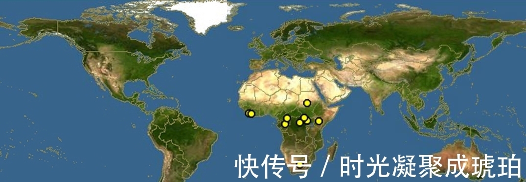 偷猎者|为了同伴，它披上了褐色斑马皮，从此成为焦点