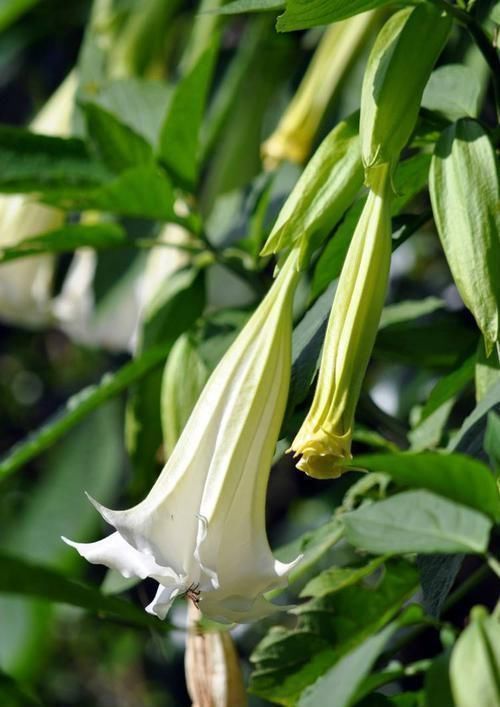 麻醉药|下次在某个地方遇见了,可千万不能乱用这种花!
