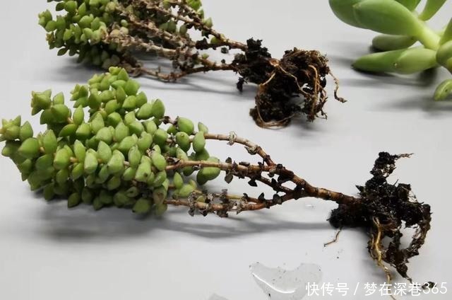 最服5种多肉的求生欲,怎么折腾都不死,你家有同款吗晒晒