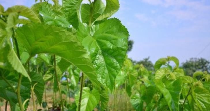 改善|桑叶能用好，绝对是个宝，一片桑叶，能改善6种病症