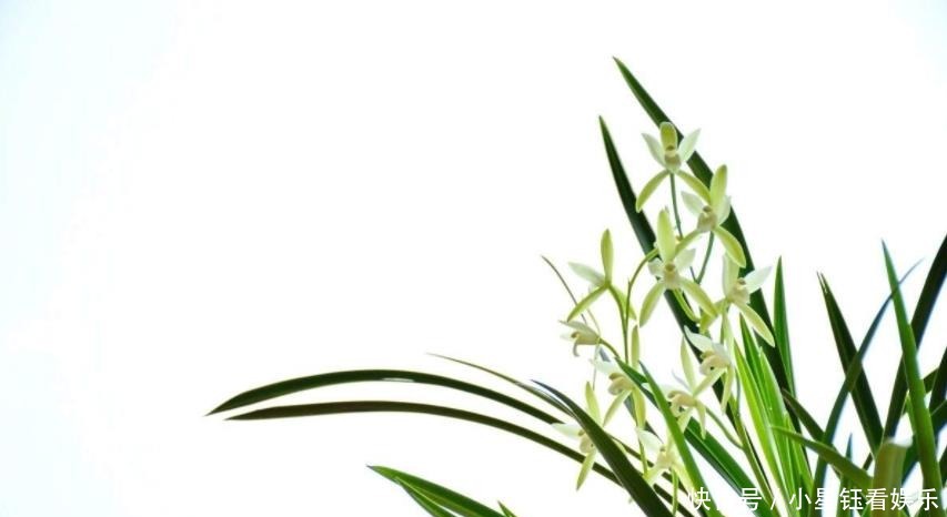 增强|栽培兰花要知道怎样增强盆的通透性,如何解决兰盆底气问题