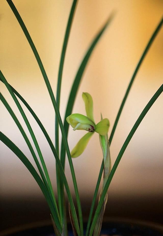 技术|把养兰花的技术都分享出来,大家都说很实用