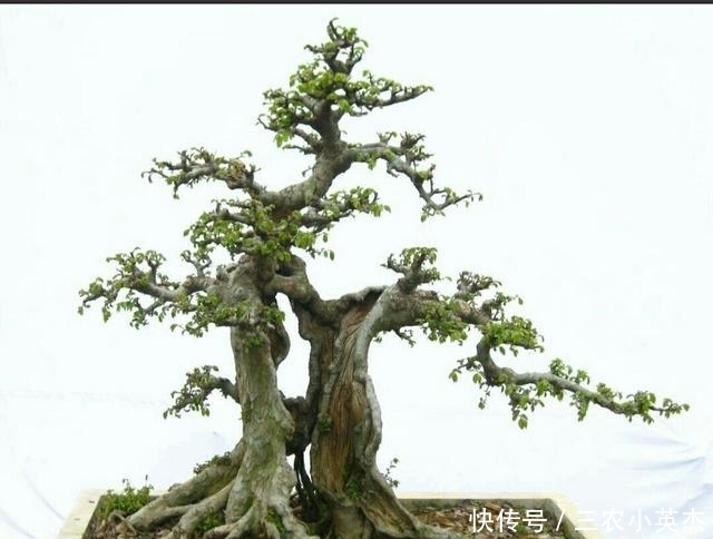 学养|初学养盆景首先要注意下面这几个问题