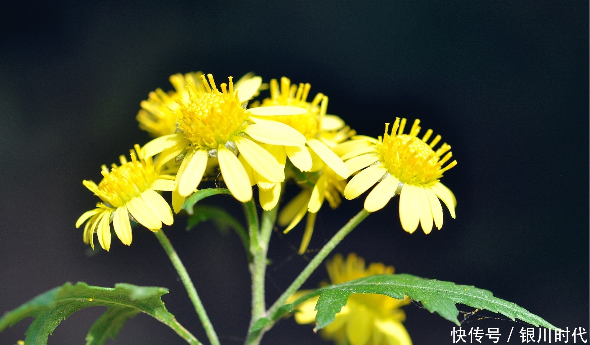 竹林里这种野草，价值很珍贵，叶子是上佳野菜，花泡茶可治失眠