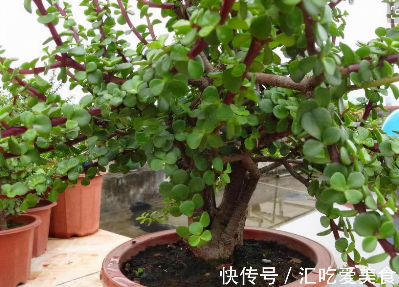 嫩叶|养好金枝玉叶,无非掌握5要点,做到位了,枝干粗壮嫩叶窜