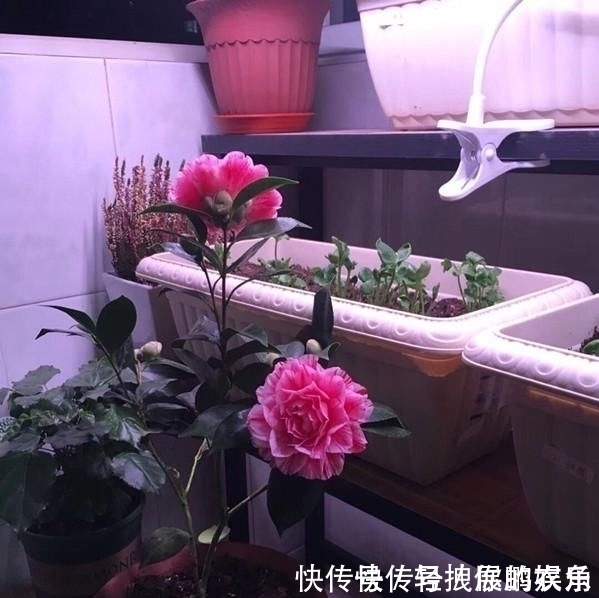 五色赤丹|这种花是世界著名的花,多色的花,美丽的,牡丹不失,容易保养,栽培很有价值