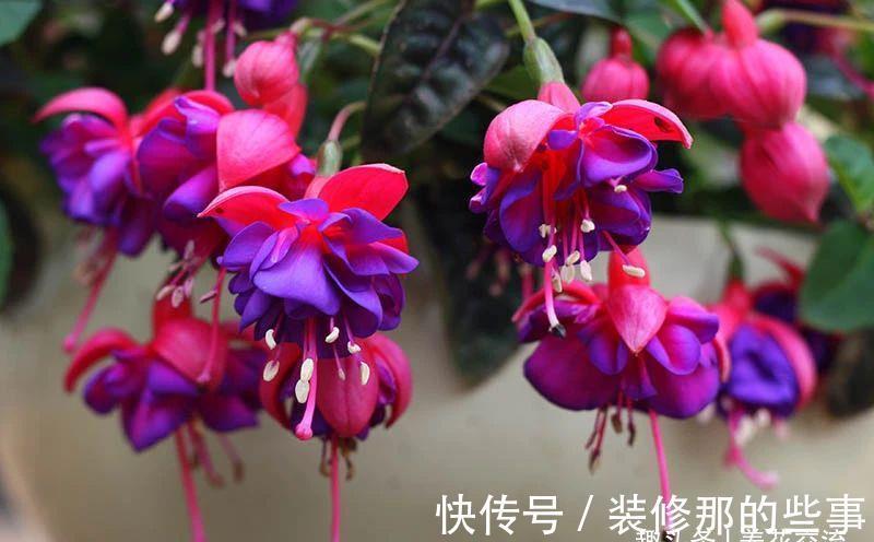 倒挂金钟|刚买的倒挂金钟盆栽如何服盆,怎么才能让它安全度夏?