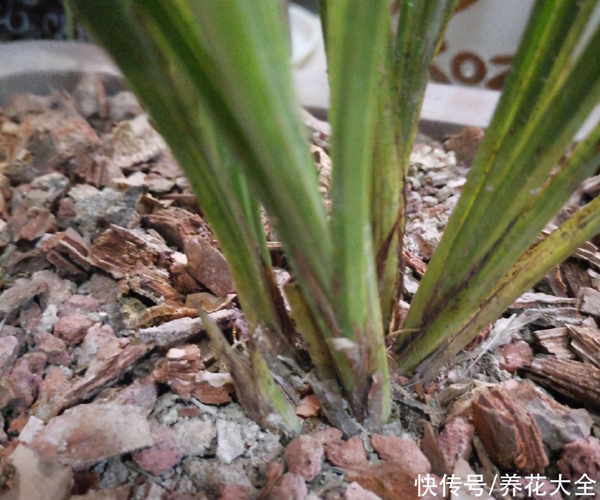 4月养花病虫害，白霜、黑斑、黄点儿···再不治就死光了