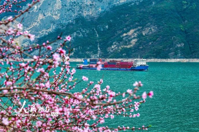 湖北秭归：三峡桃花开