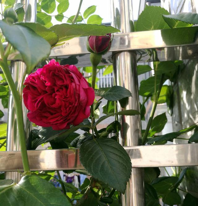 不要羡慕别人的月季花好看，月季做到这些养护你也能，赶快行动吧