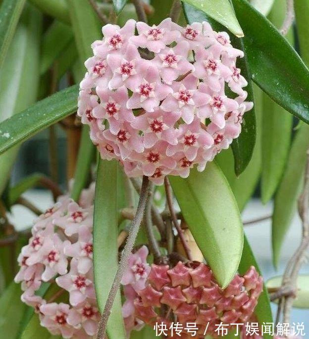 4种花是“花卉中的劳模”,一开就是300多天,新手懒人都喜欢