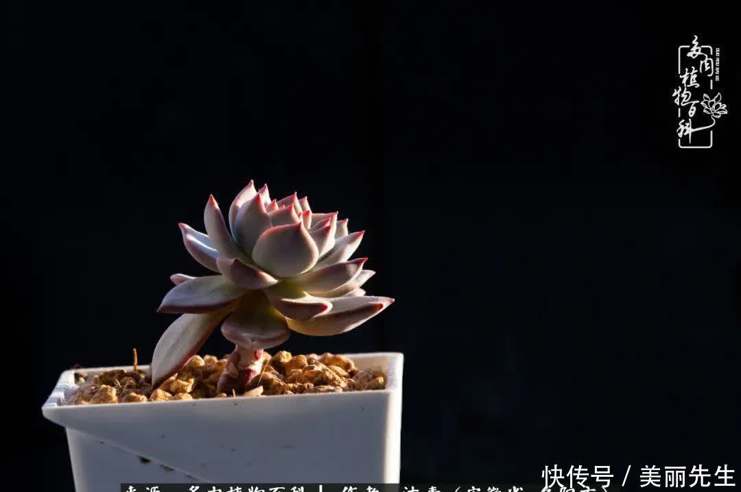 多肉——入了我的时光画卷!