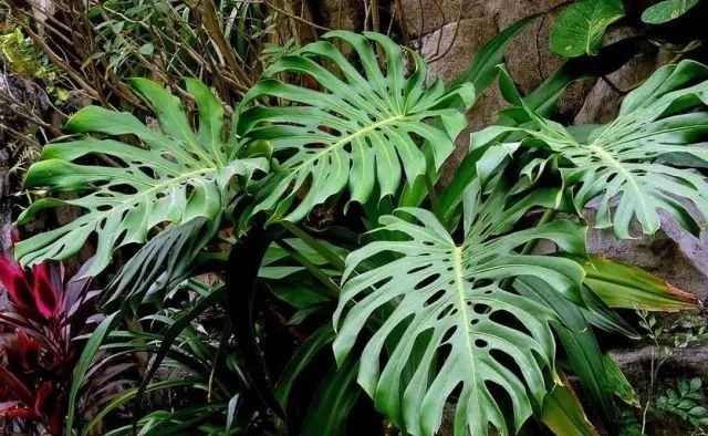 龟背竹烂根能救活吗?教你3个挽救小妙招,让龟背竹“起死回生”