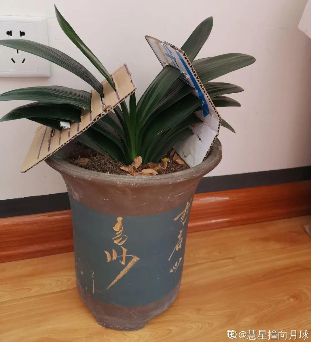 浇水|10种花要控水,天热反而不能浇,一浇水就死