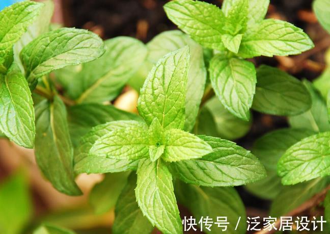 化妆品|几块钱一盆的薄荷,竟然有这五大好处,难怪老中医喜欢养