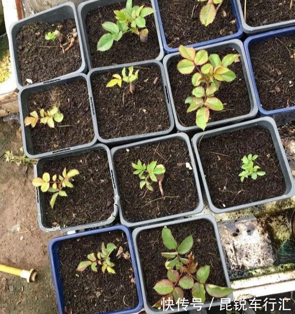 砧木|花开像月季,易爆花,-20℃冻不死,好养活不生病,比桂花香10倍