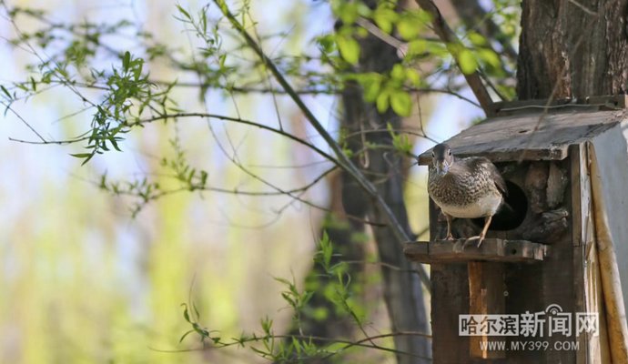 小鸳鸯|趴窝孵蛋啦！兆麟公园 6月8日前后就能看到鸳鸯宝宝跳巢