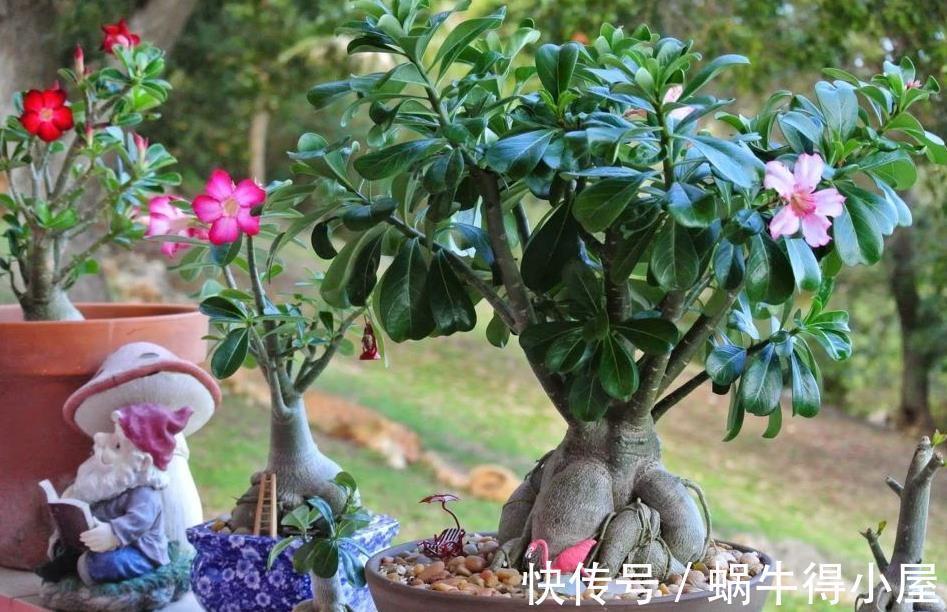 植株|盆栽沙漠玫瑰，6、7月趁早落实3点，花开满枝头，个大色艳