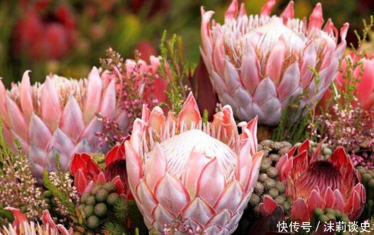 适合养在阳台的花卉,花开香飘溢满屋,阳台变温馨花园